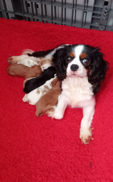 Adorable Cavalier King Charles Spaniel puppies image 2