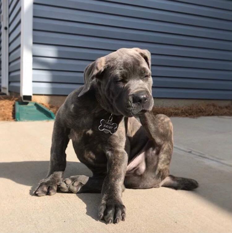 Healthy American Pit Bull Terrier puppies. image 1