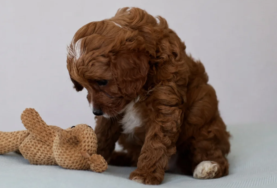 Gorgeous Teddybear Cavapoo puppies image 10