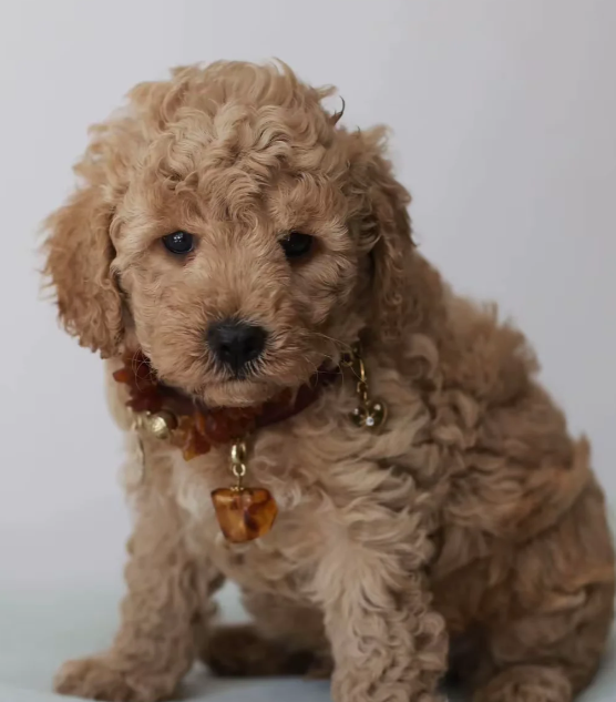 Gorgeous Teddybear Cavapoo puppies image 5