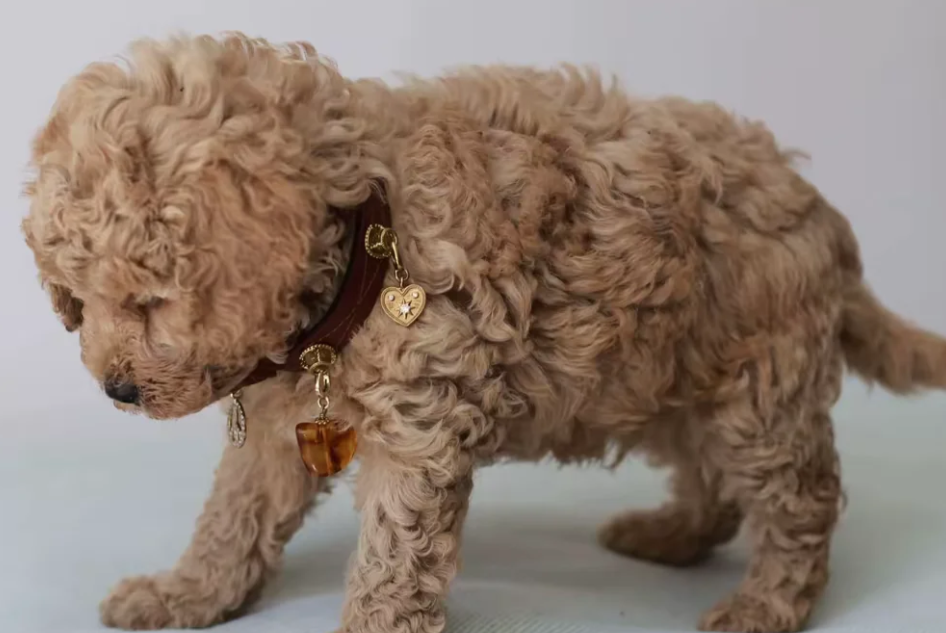Gorgeous Teddybear Cavapoo puppies image 4
