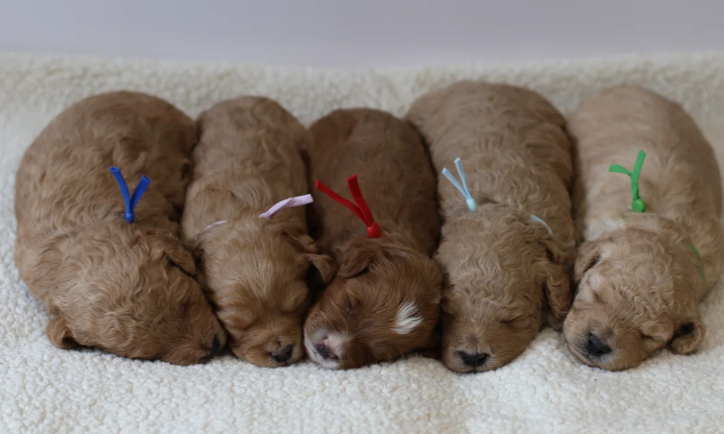 Gorgeous Teddybear Cavapoo puppies image 2