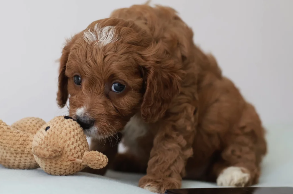 Gorgeous Teddybear Cavapoo puppies image 1