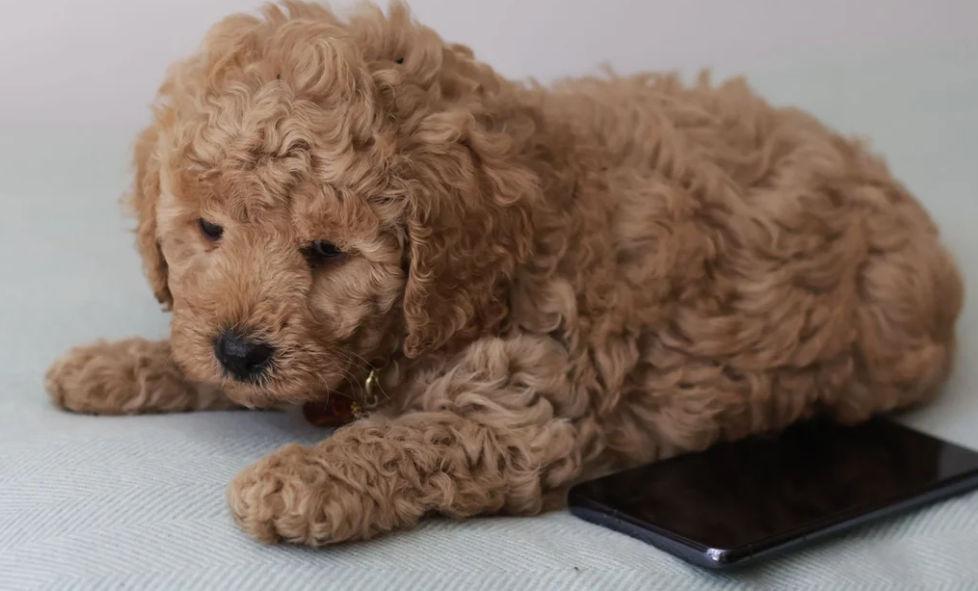 Gorgeous Teddybear Cavapoo puppies image 7
