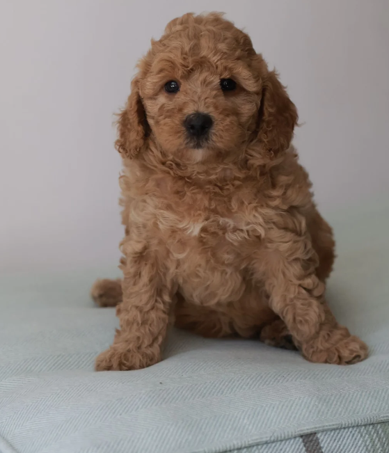 Gorgeous Teddybear Cavapoo puppies image 6