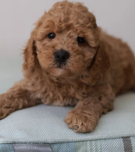 Gorgeous Teddybear Cavapoo puppies image 3