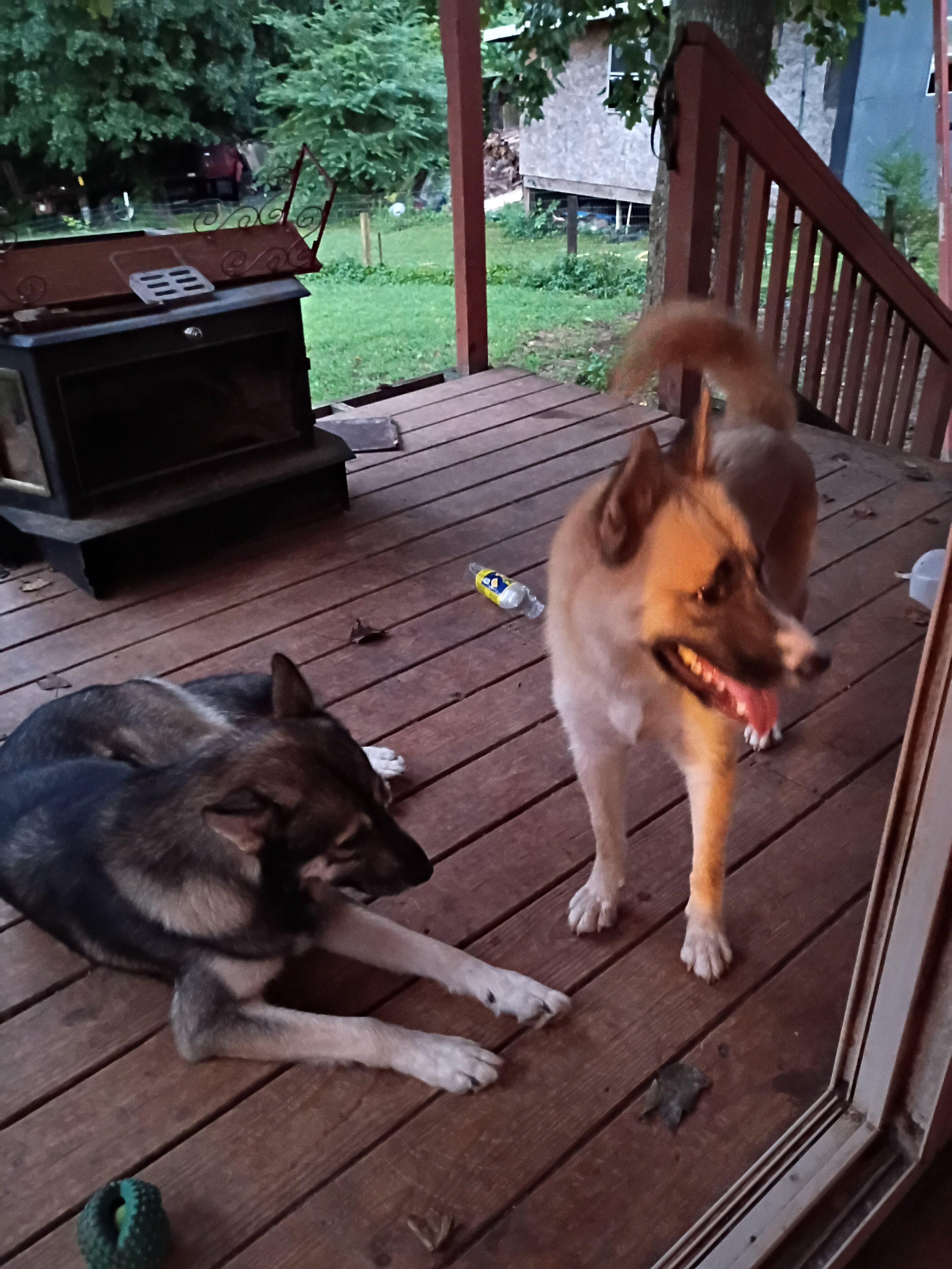 Husky puppies image 7