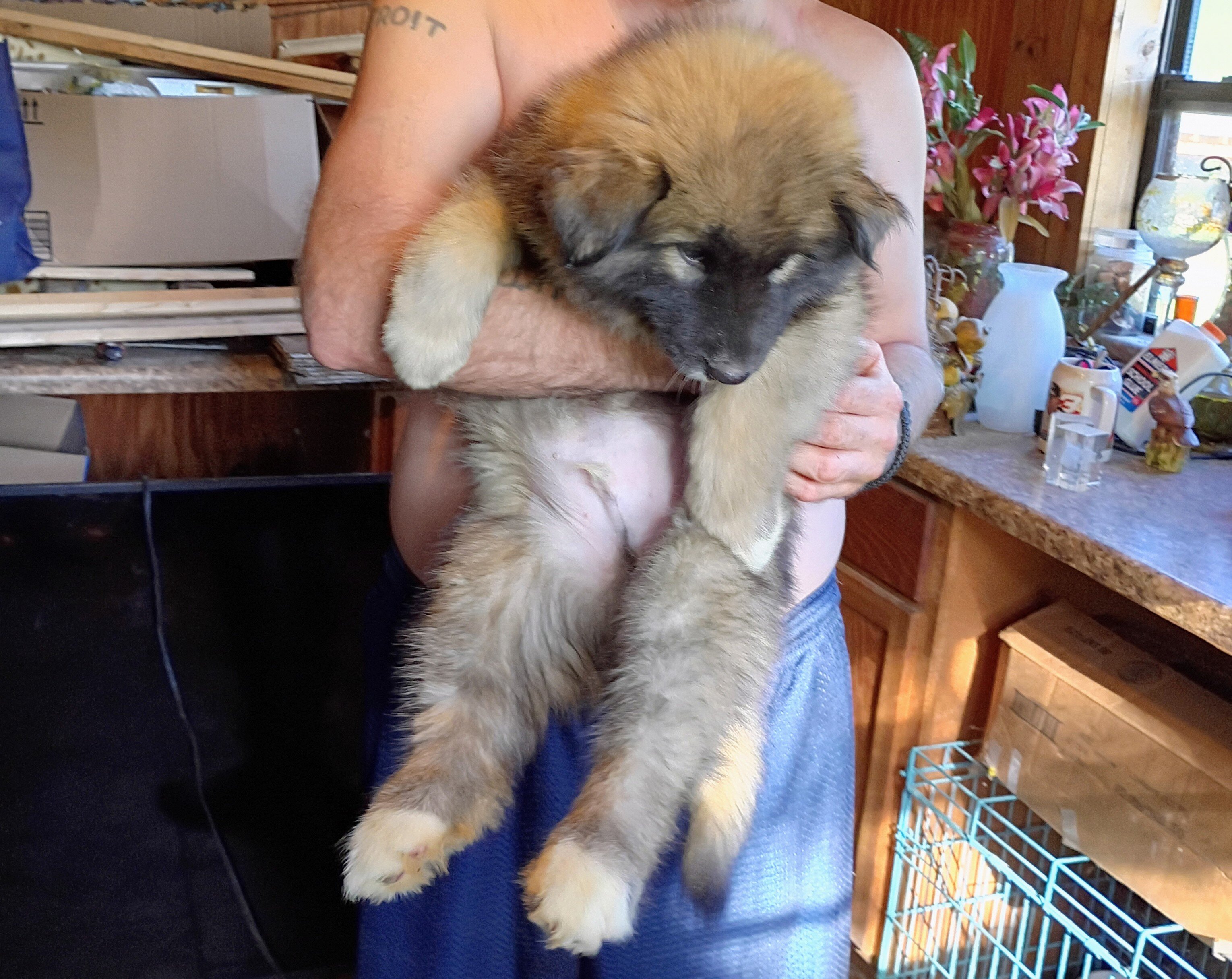 Husky puppies image 1