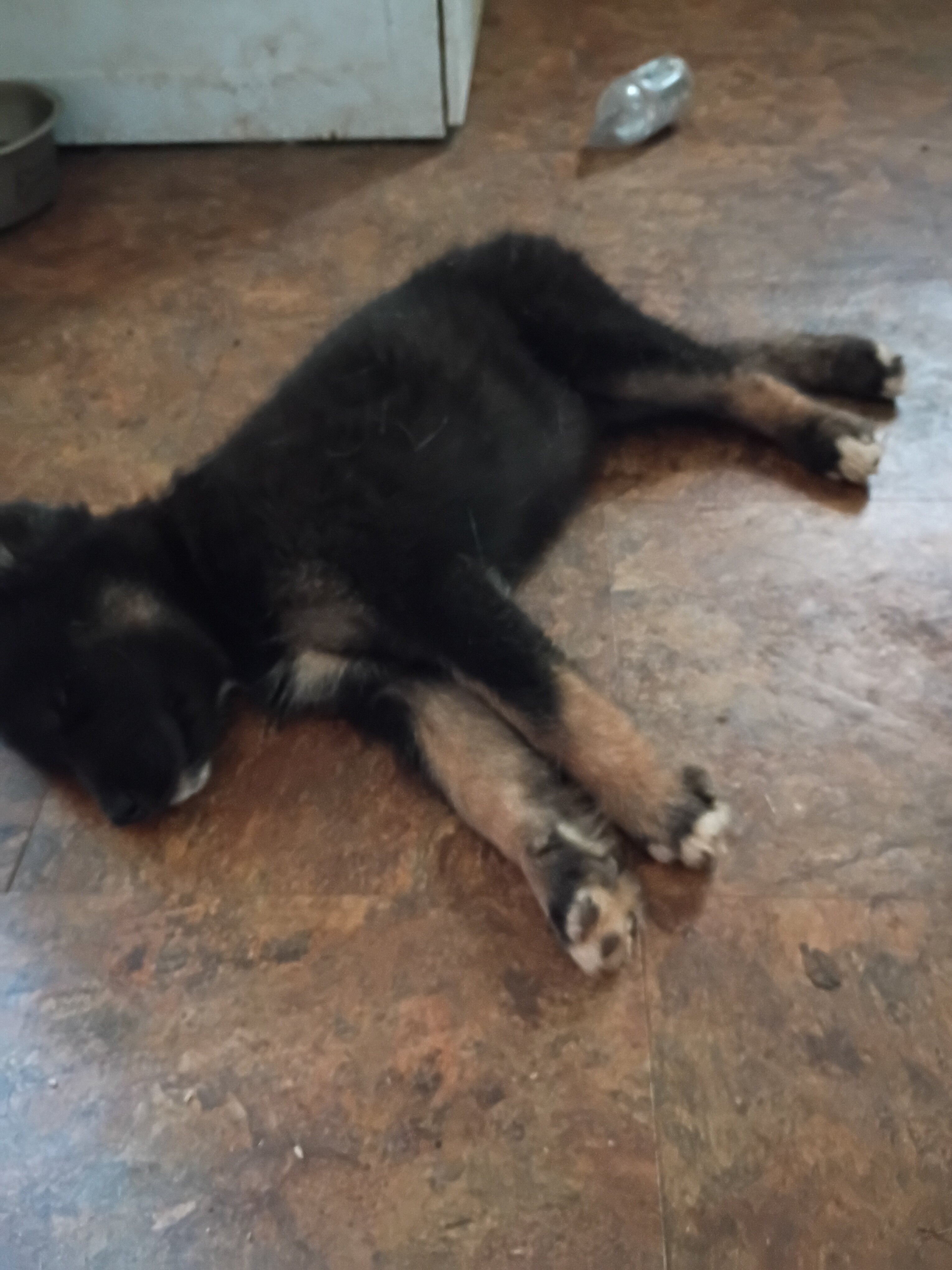 Husky puppies image 4