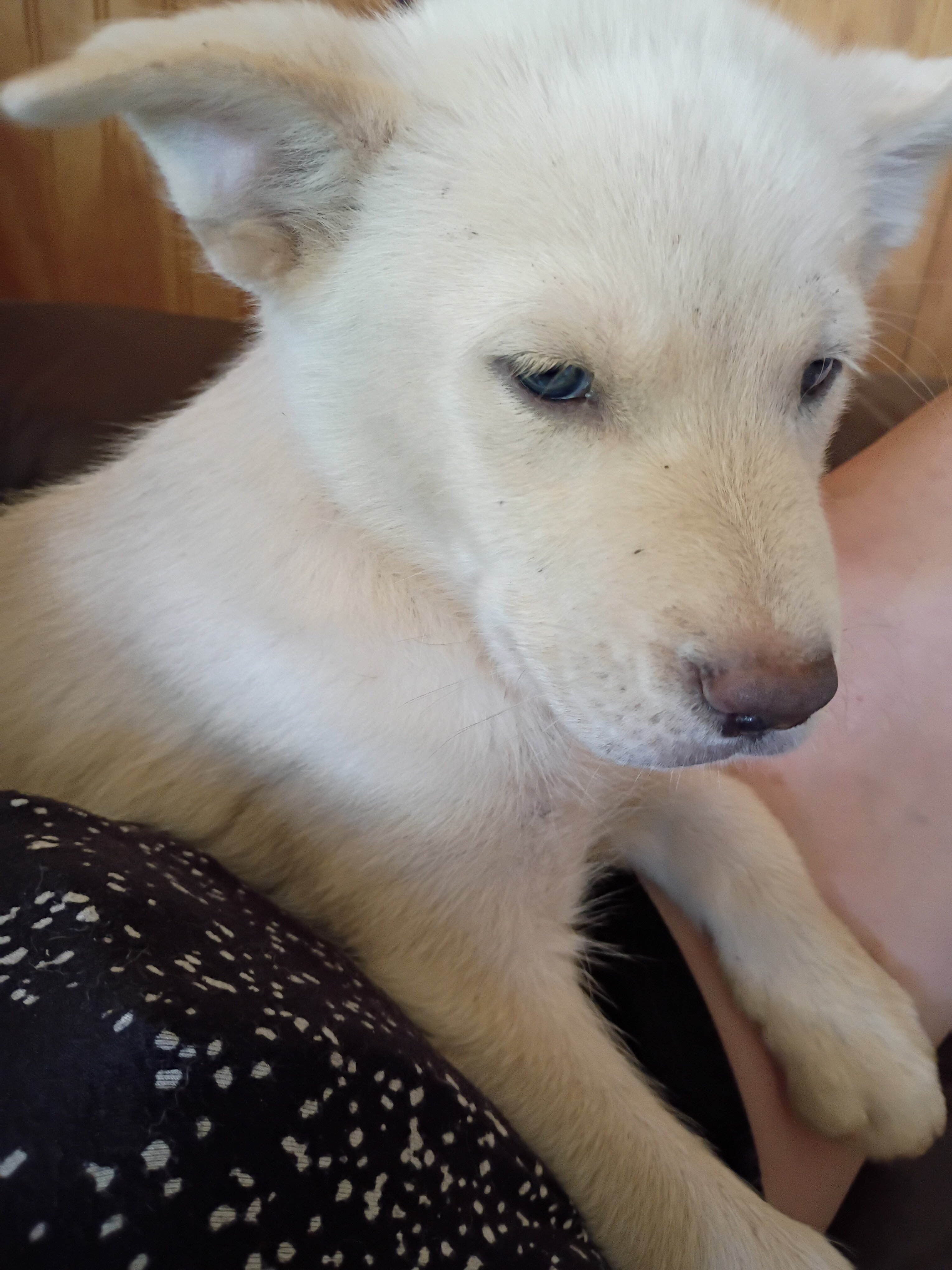 Husky puppies image 5