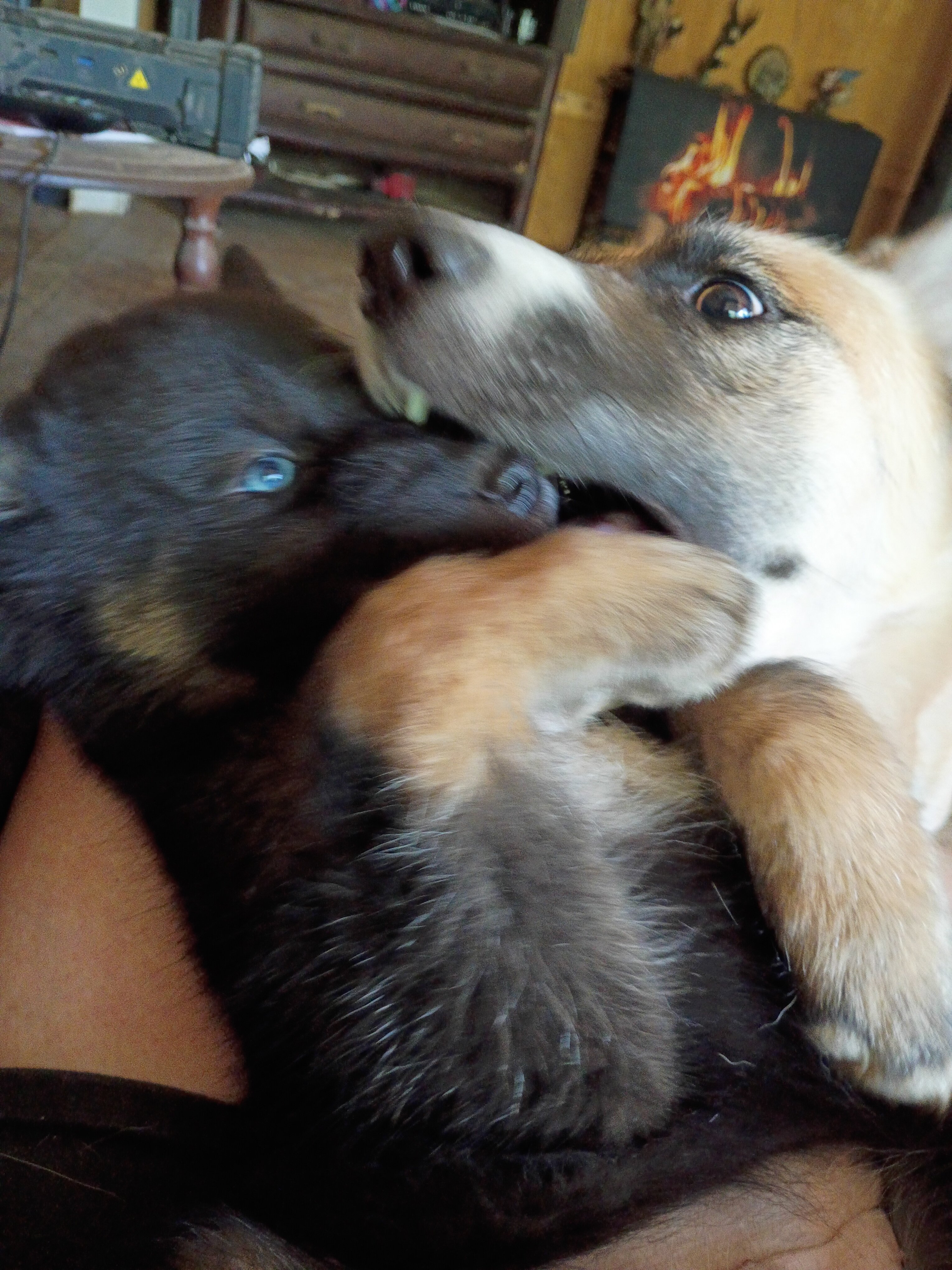 Husky puppies image 3