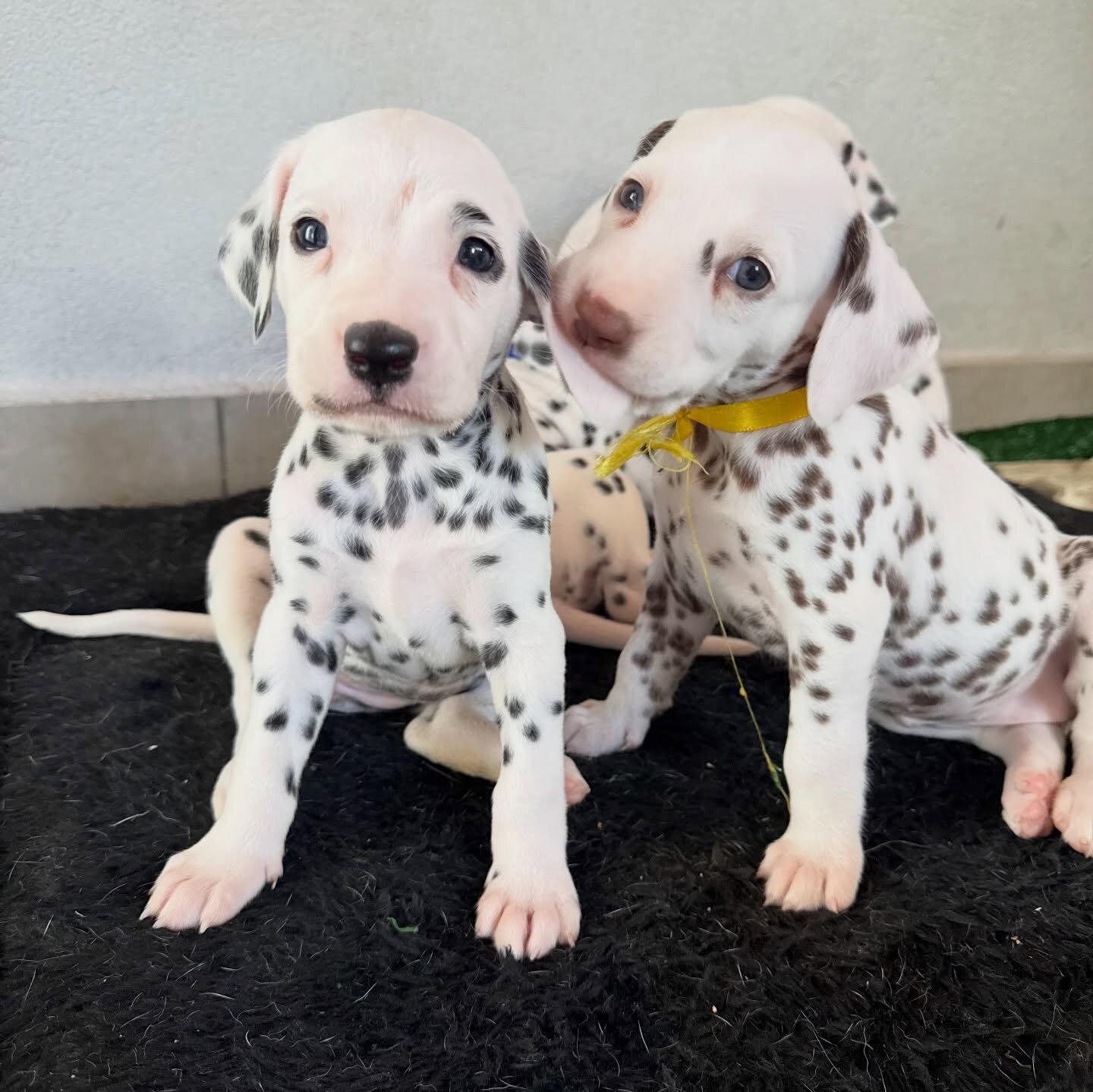 ADORABLE DALMATIAN PUPPIES FOR SALE image 2