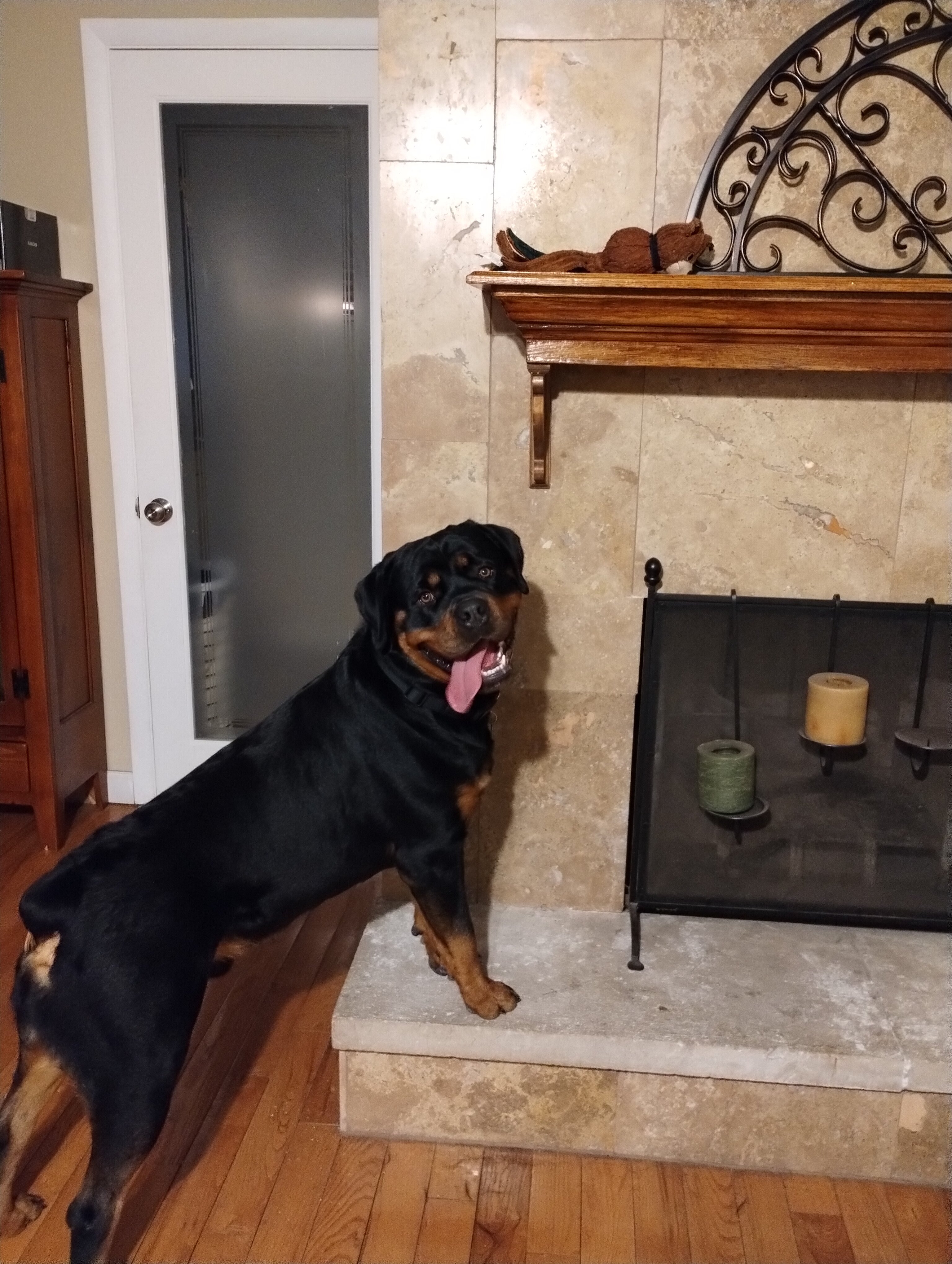 Dog image 1