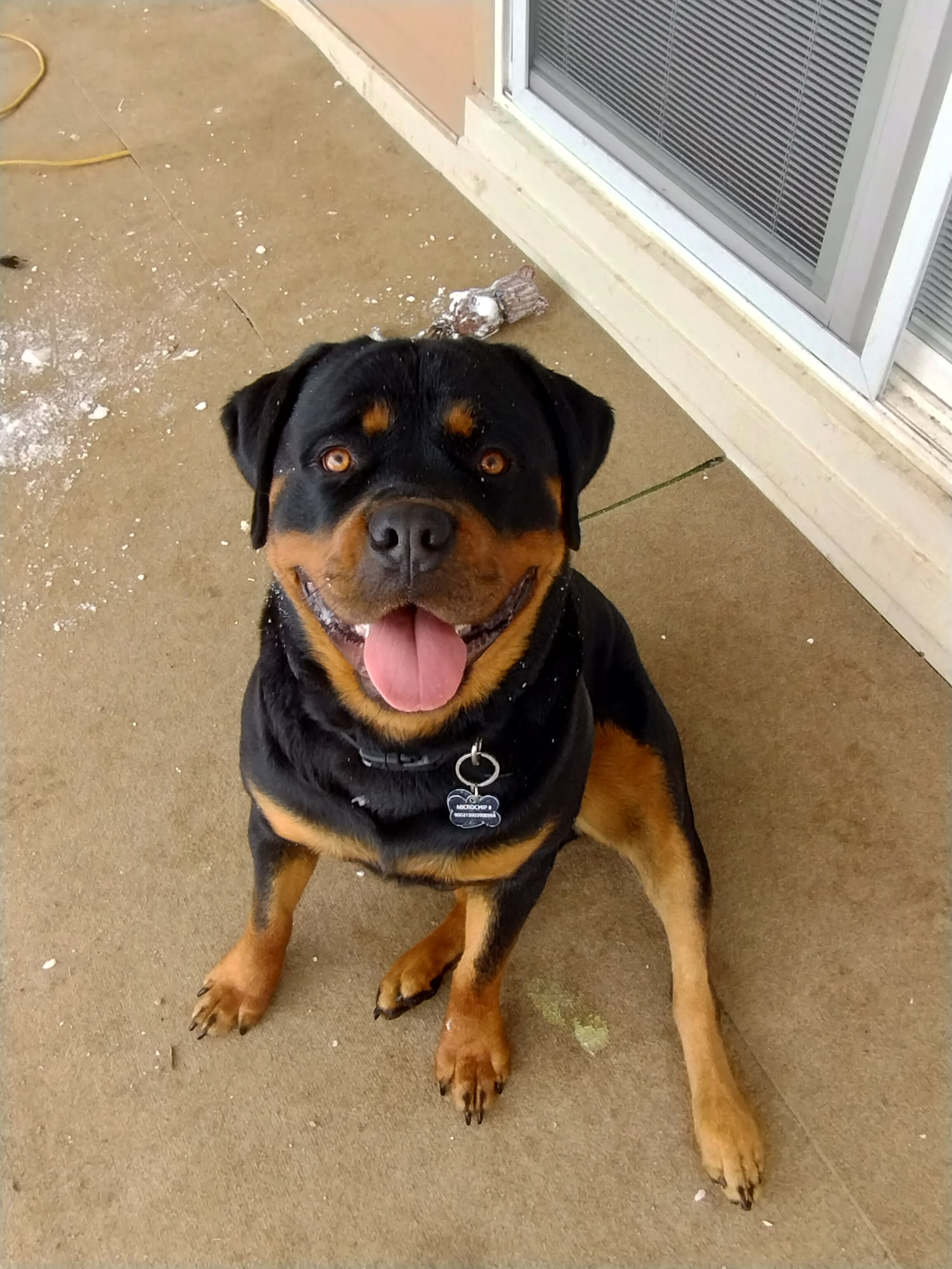 Dog image 2