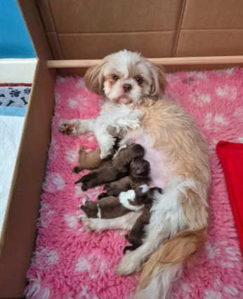 Beautiful Cavalier King Charles Spaniel Puppies image 8