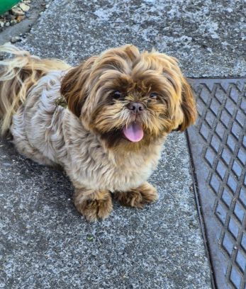 Beautiful Cavalier King Charles Spaniel Puppies image 9
