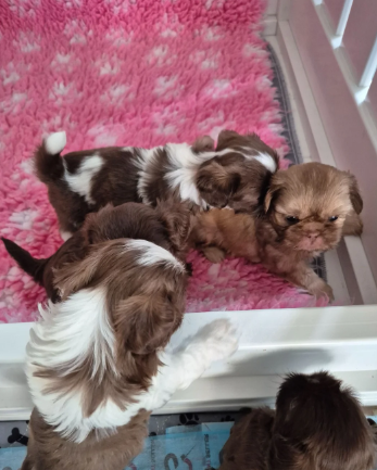 Beautiful Cavalier King Charles Spaniel Puppies image 7