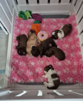 Beautiful Cavalier King Charles Spaniel Puppies image 10