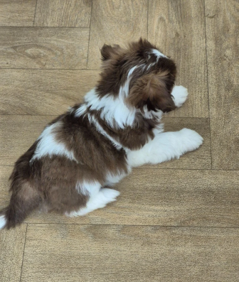 Beautiful Cavalier King Charles Spaniel Puppies image 4