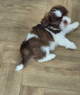 Beautiful Cavalier King Charles Spaniel Puppies image 3