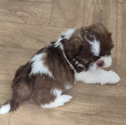 Beautiful Cavalier King Charles Spaniel Puppies image 5