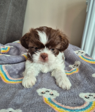 Beautiful Cavalier King Charles Spaniel Puppies image 6
