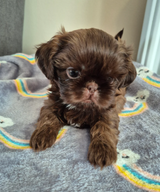 Beautiful Cavalier King Charles Spaniel Puppies image 1