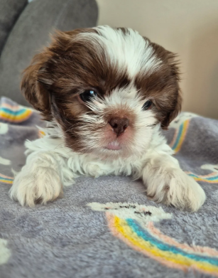 Beautiful Cavalier King Charles Spaniel Puppies image 2