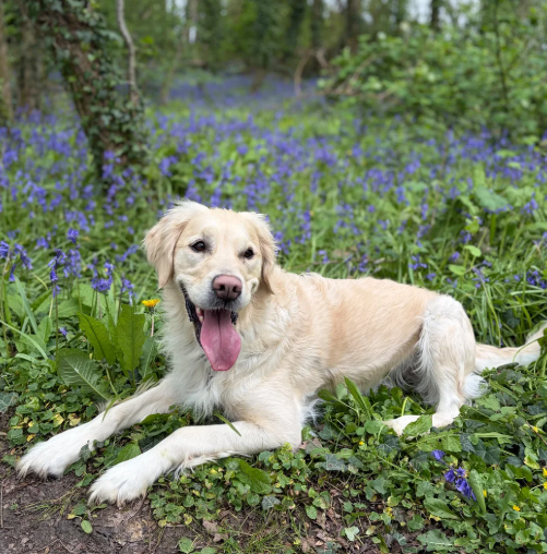 Beautiful Golden Retriever puppies image 10