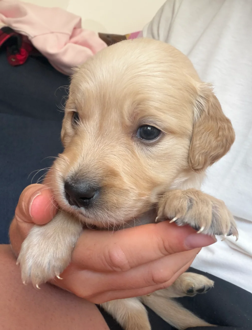 Beautiful Golden Retriever puppies image 9