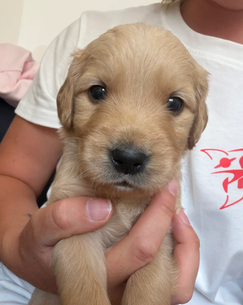 Beautiful Golden Retriever puppies image 1
