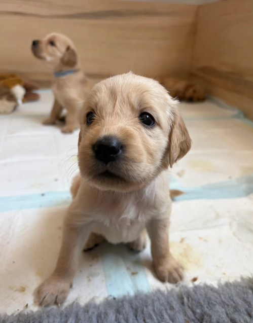 Beautiful Golden Retriever puppies image 7