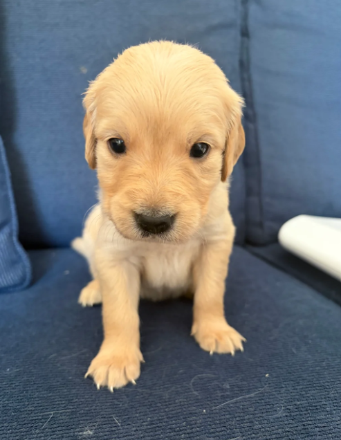 Beautiful Golden Retriever puppies image 6