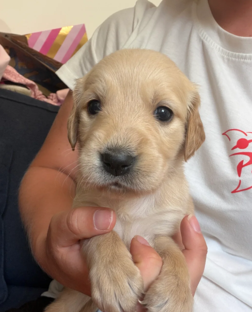 Beautiful Golden Retriever puppies image 5