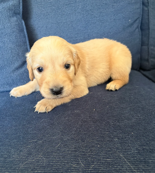 Beautiful Golden Retriever puppies image 4