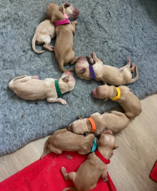 Beautiful Golden Retriever puppies image 3