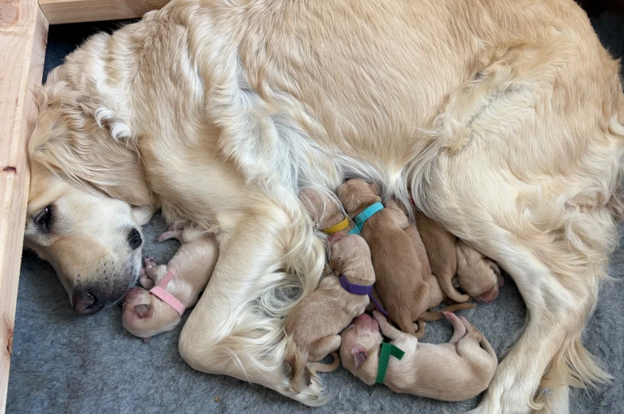 Beautiful Golden Retriever puppies image 2