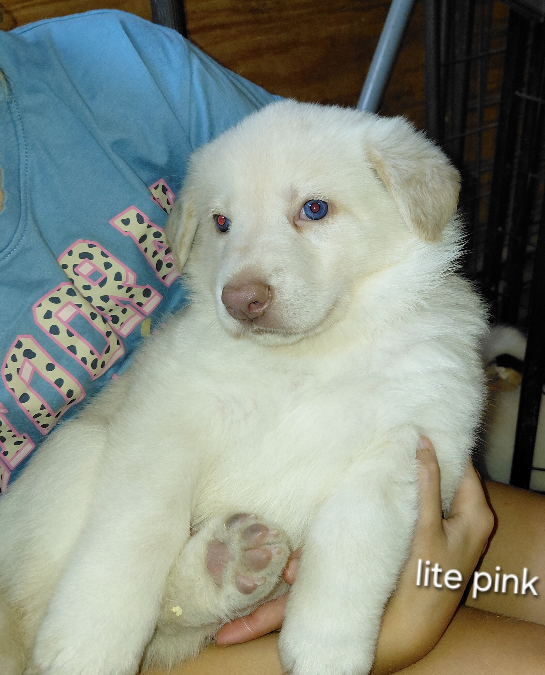 Puppies image 4