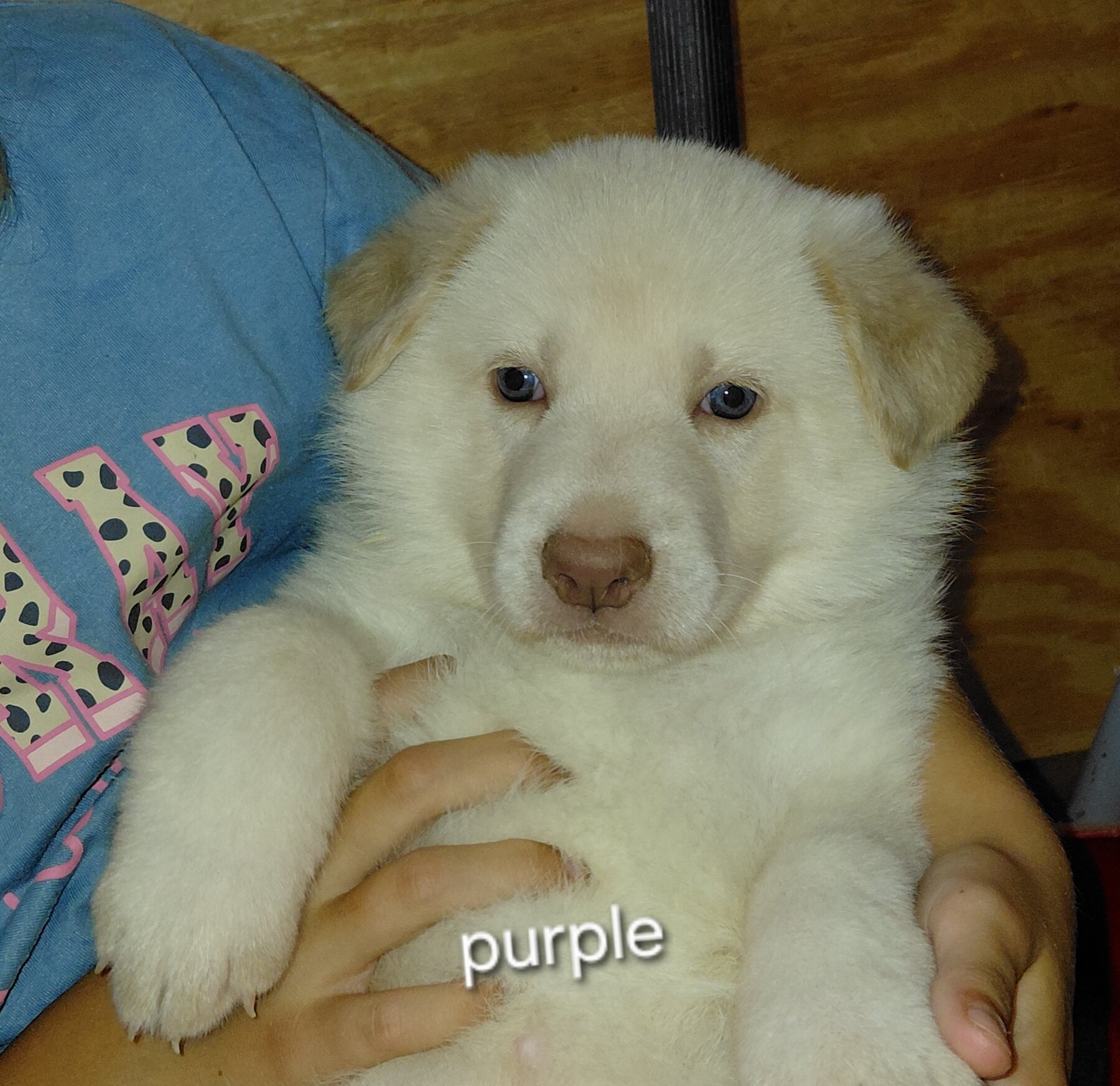 Puppies image 3