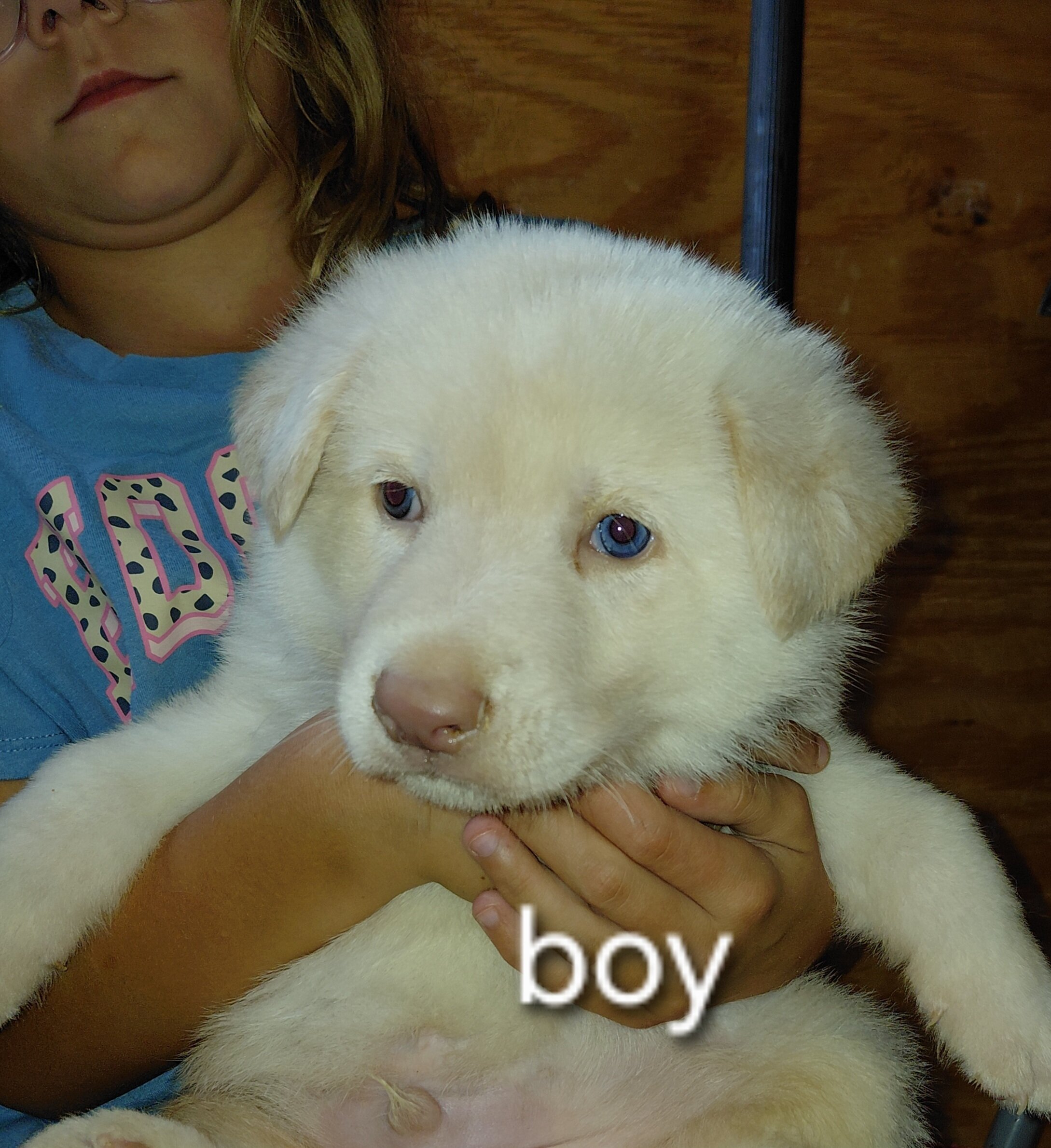 Puppies image 2