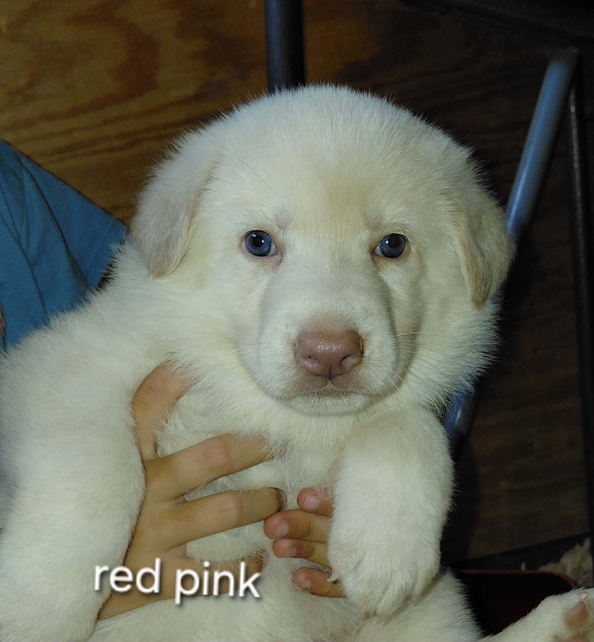 Puppies image 1