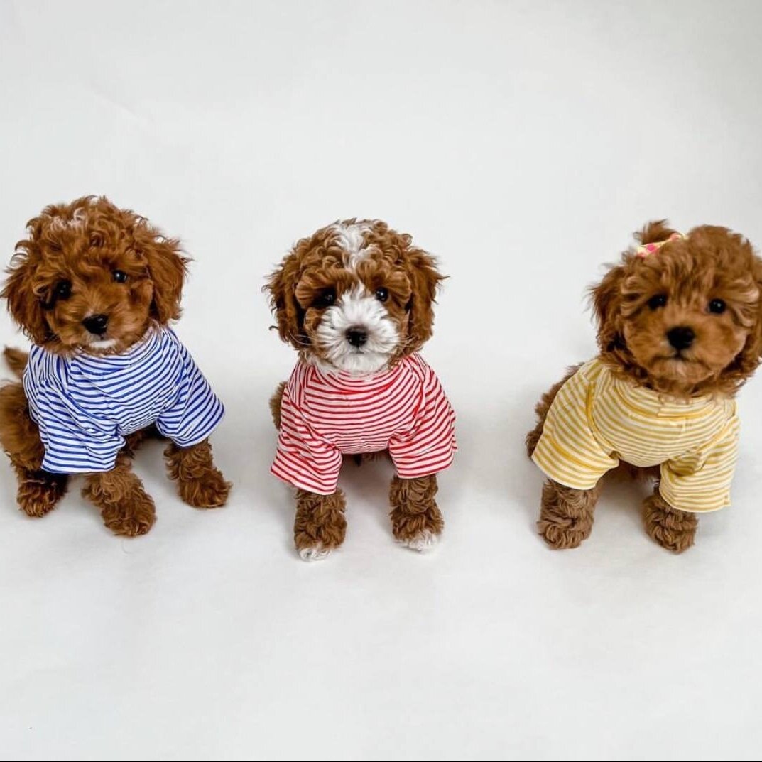 HEALTHY CAVAPOO PUPPIES image 3