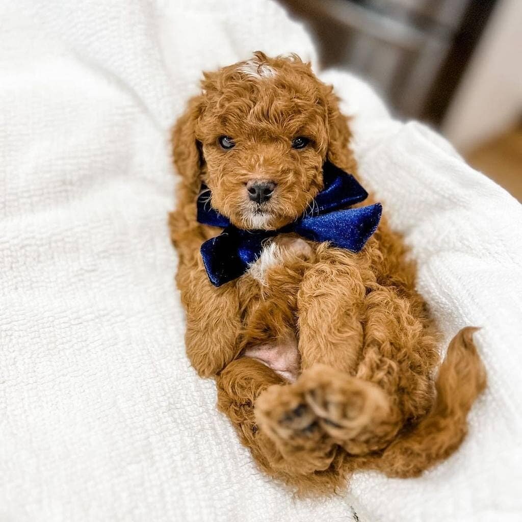 HEALTHY CAVAPOO PUPPIES image 2