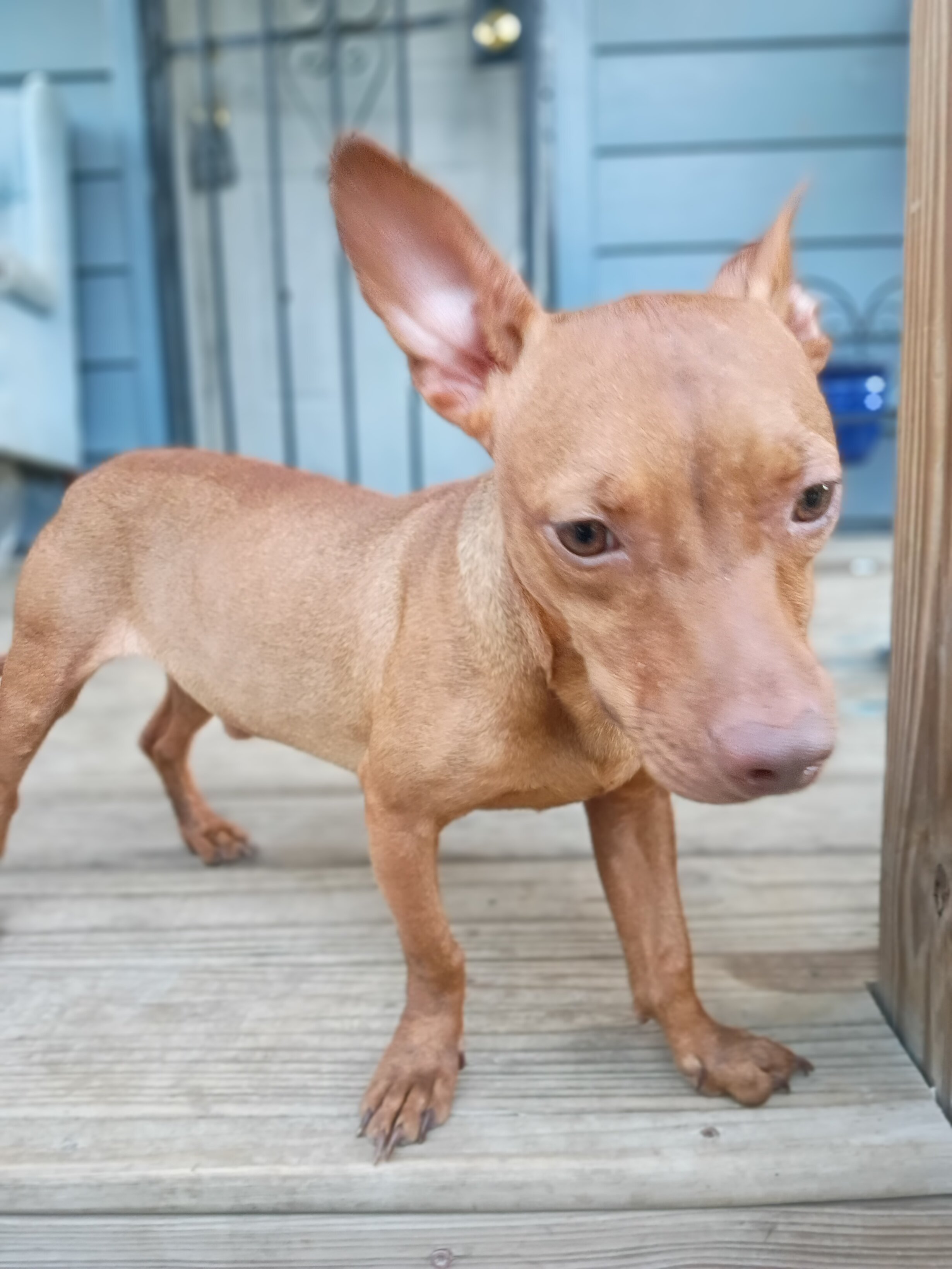 Chihuahua Dachshund mix image 1