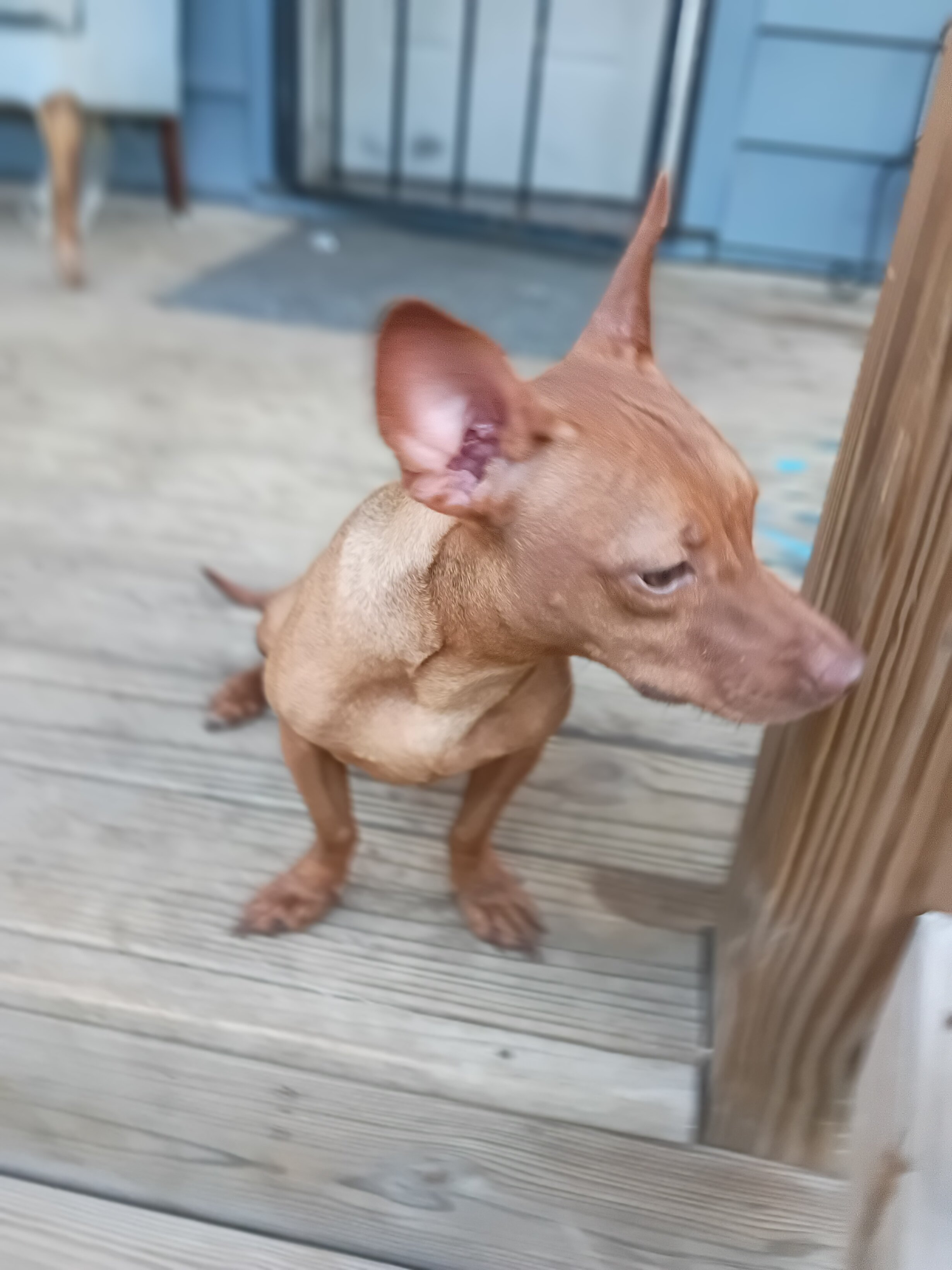 Chihuahua Dachshund mix image 3