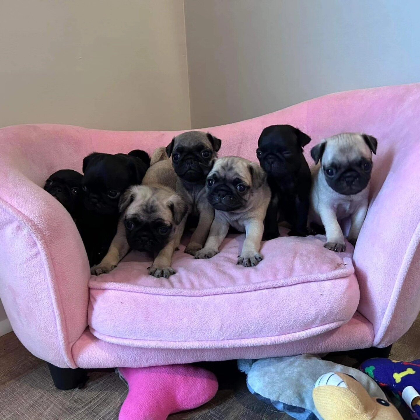 ADORABLE PUG PUPPIES FOR SALE image 1