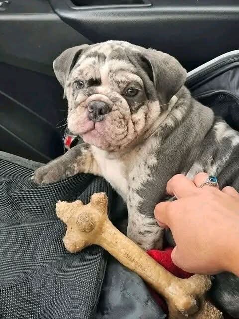 Super sweet English bulldog puppy image 1