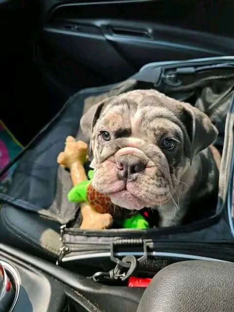 Super sweet English bulldog puppy image 2
