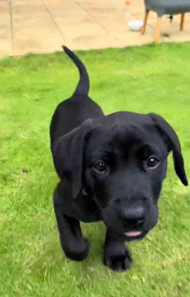 10 weeks old Labrador retriever image 4