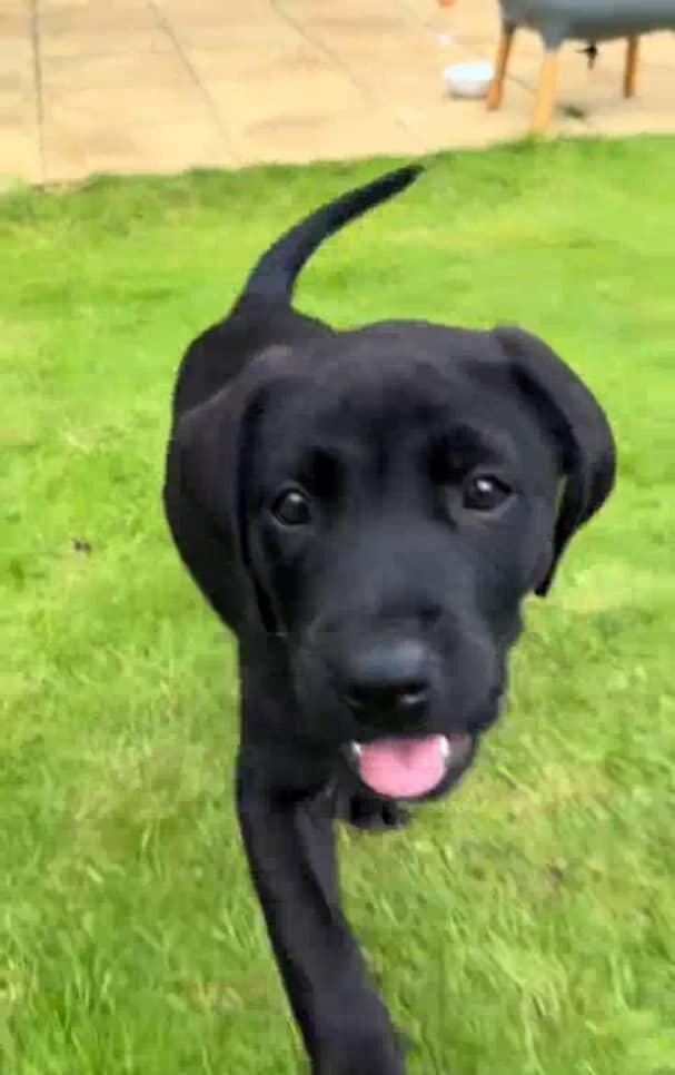 10 weeks old Labrador retriever image 2